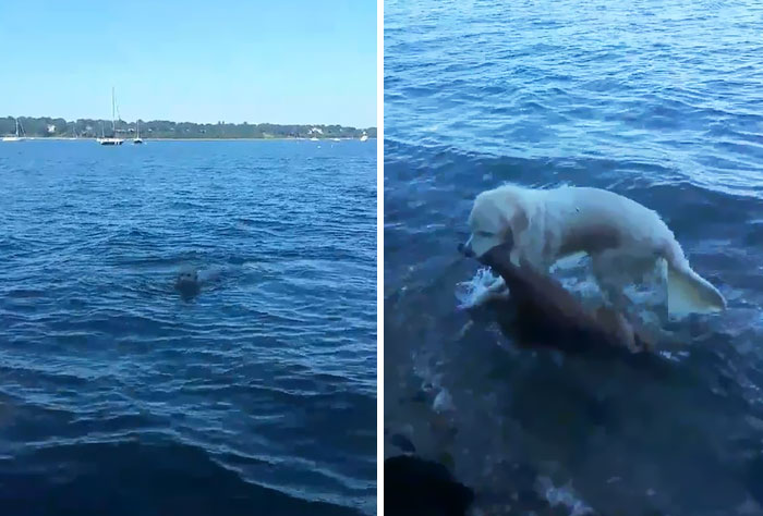 The image of a brave dog diving into the sea to save a baby deer from drowning makes everyone admire for this beautiful act