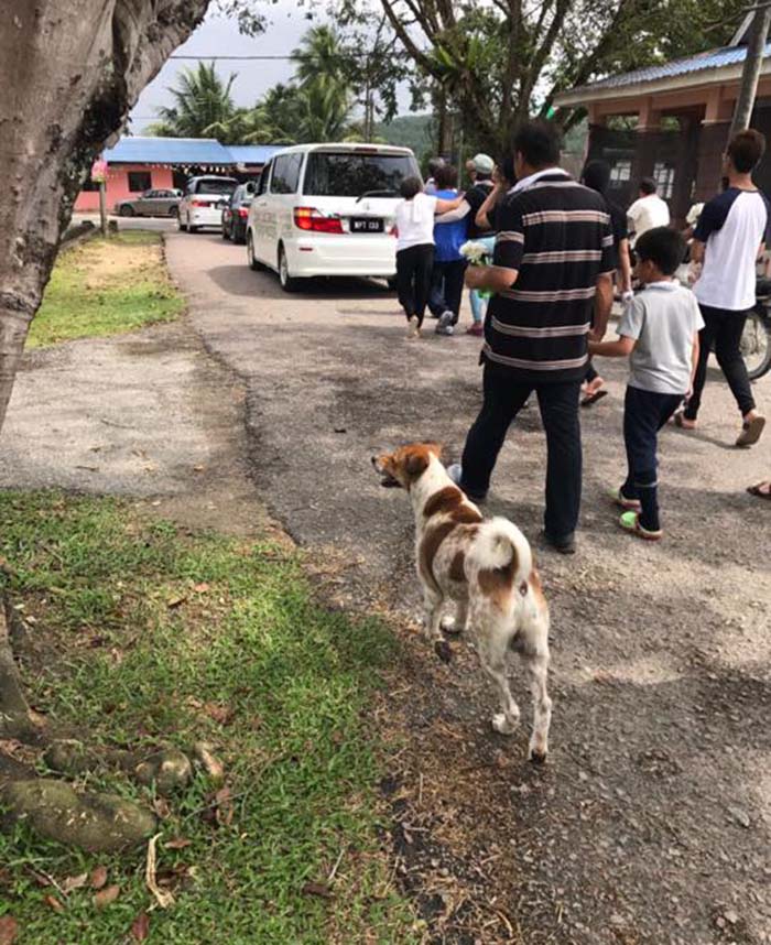 The kind dog chased his best friend’s funeral for more than 2 miles, leaving those around him in tears when he witnessed this touching scene